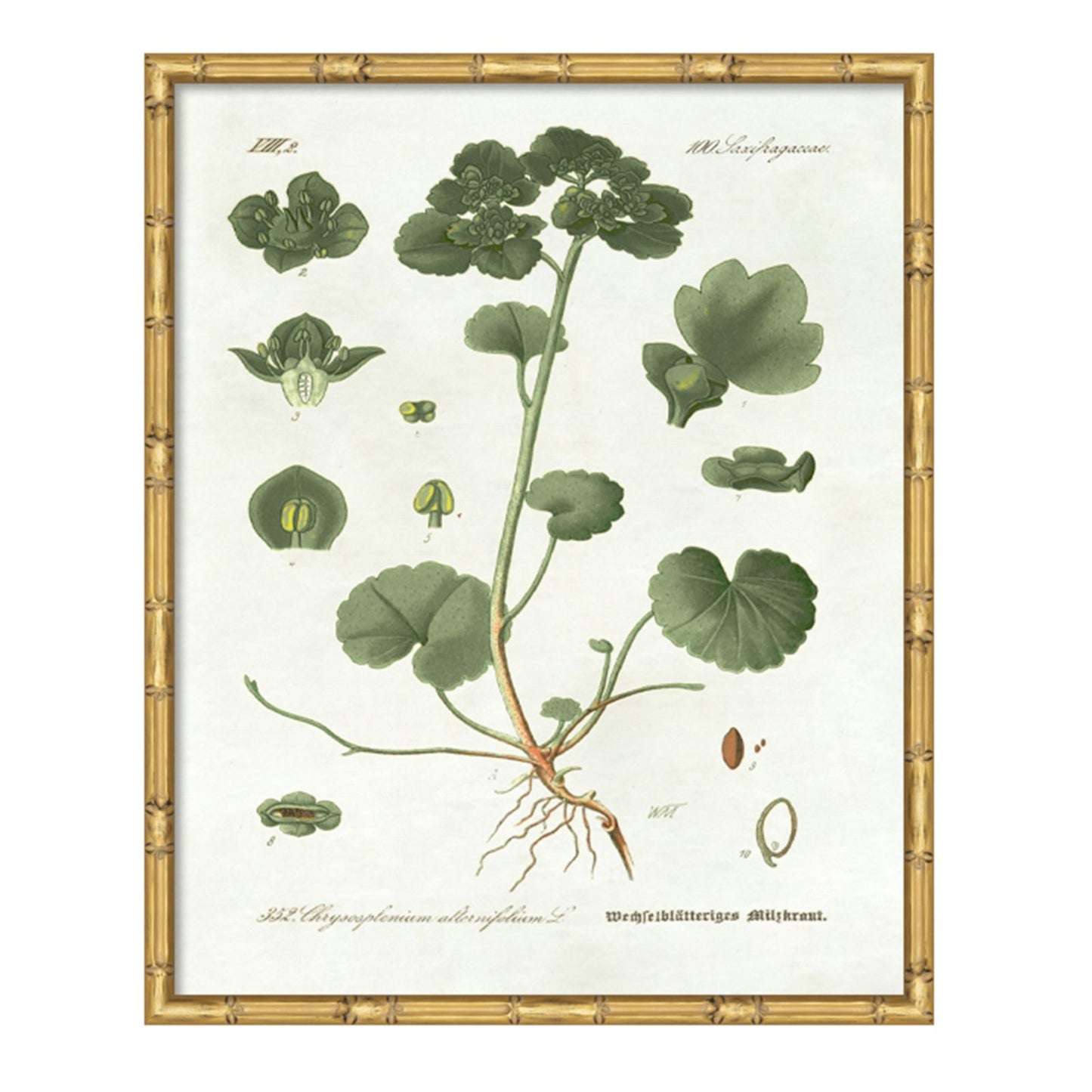 Pictures of Nordic Flora Art