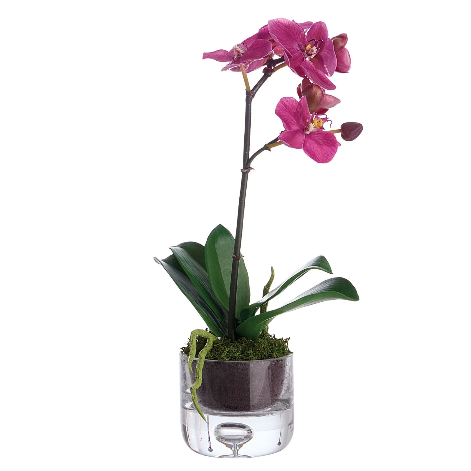 Orchid Floral Arrangement in Vase