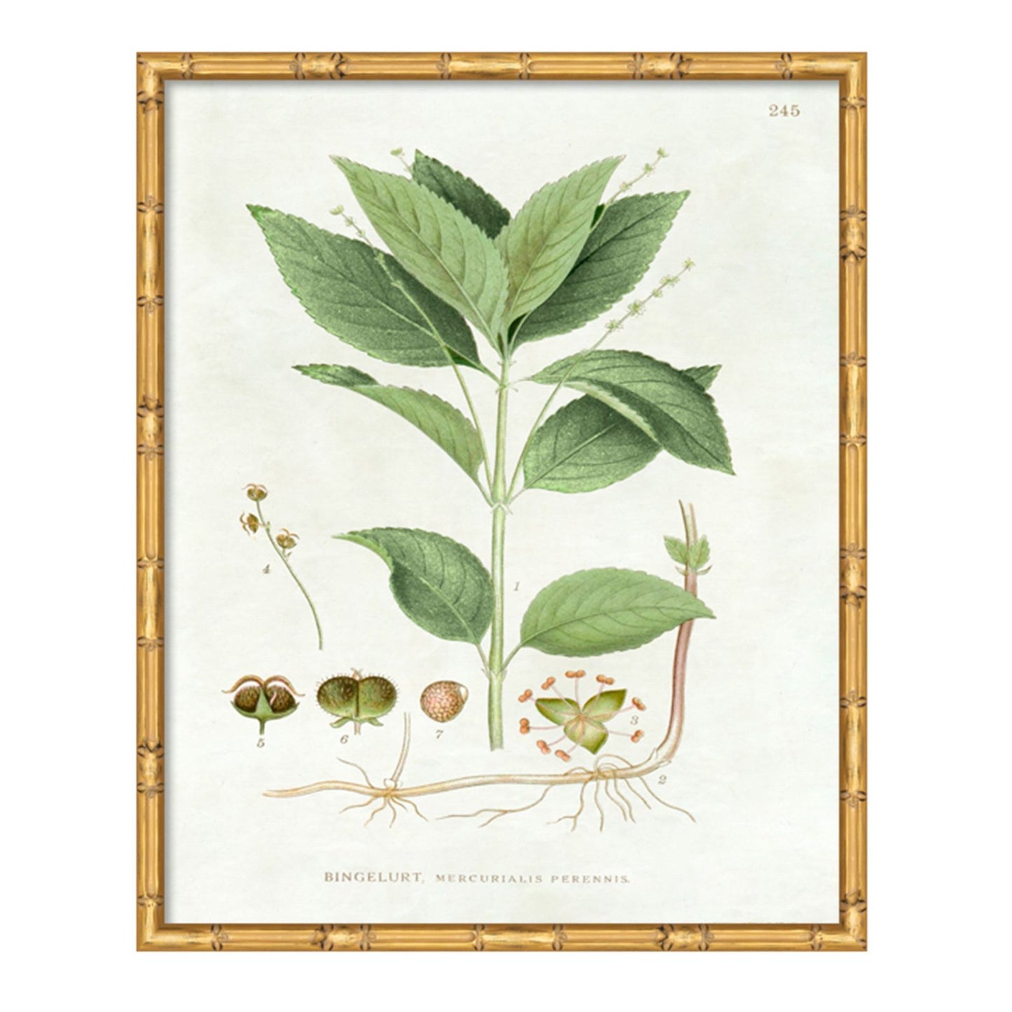 Pictures of Nordic Flora Art