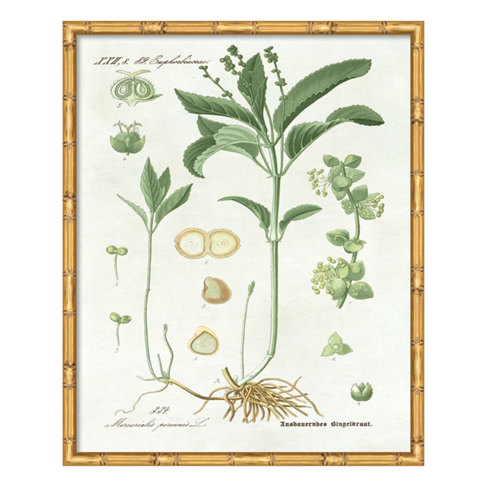 Pictures of Nordic Flora Art