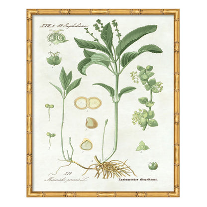 Pictures of Nordic Flora Art