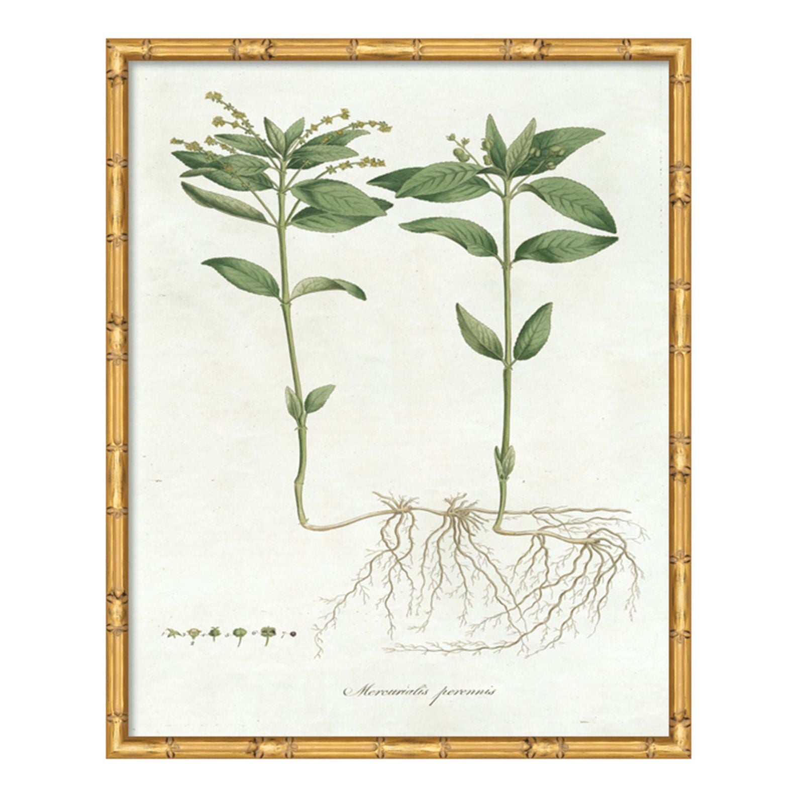 Pictures of Nordic Flora Art
