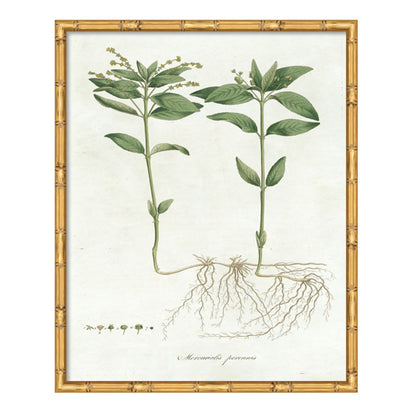 Pictures of Nordic Flora Art