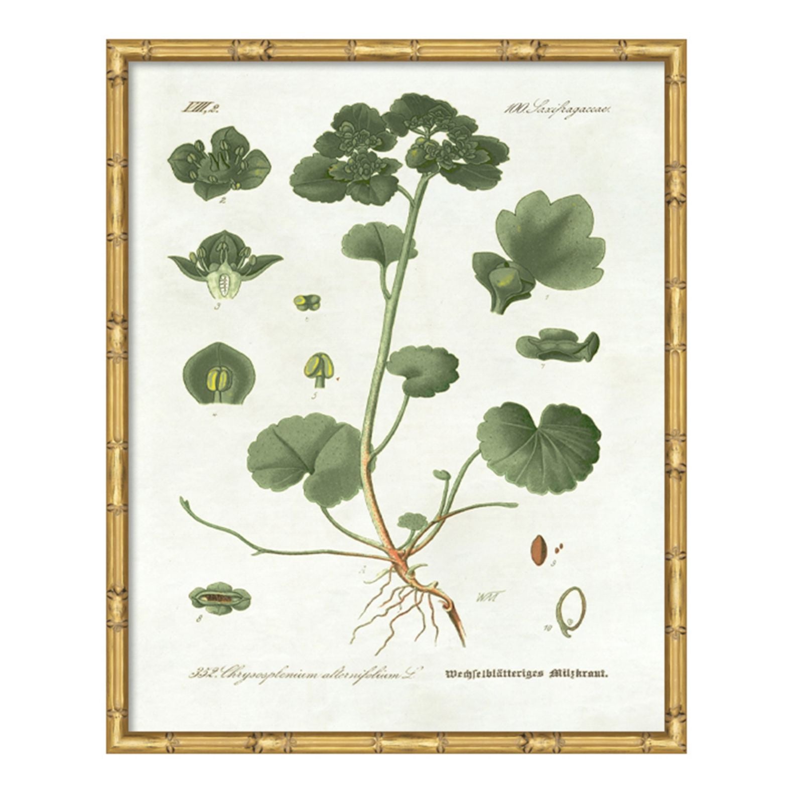 Pictures of Nordic Flora Art