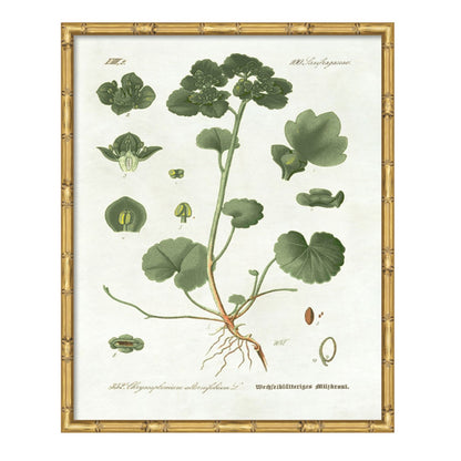 Pictures of Nordic Flora Art
