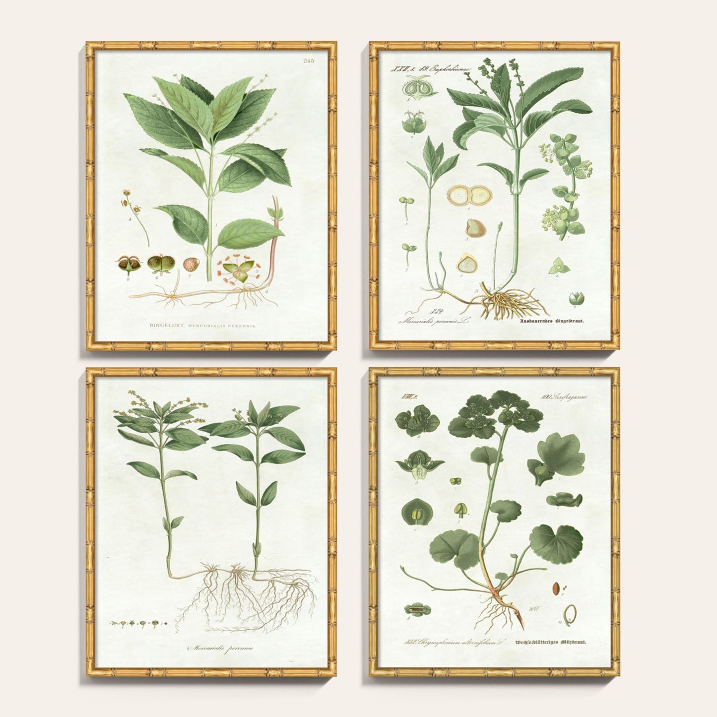 Pictures of Nordic Flora Art