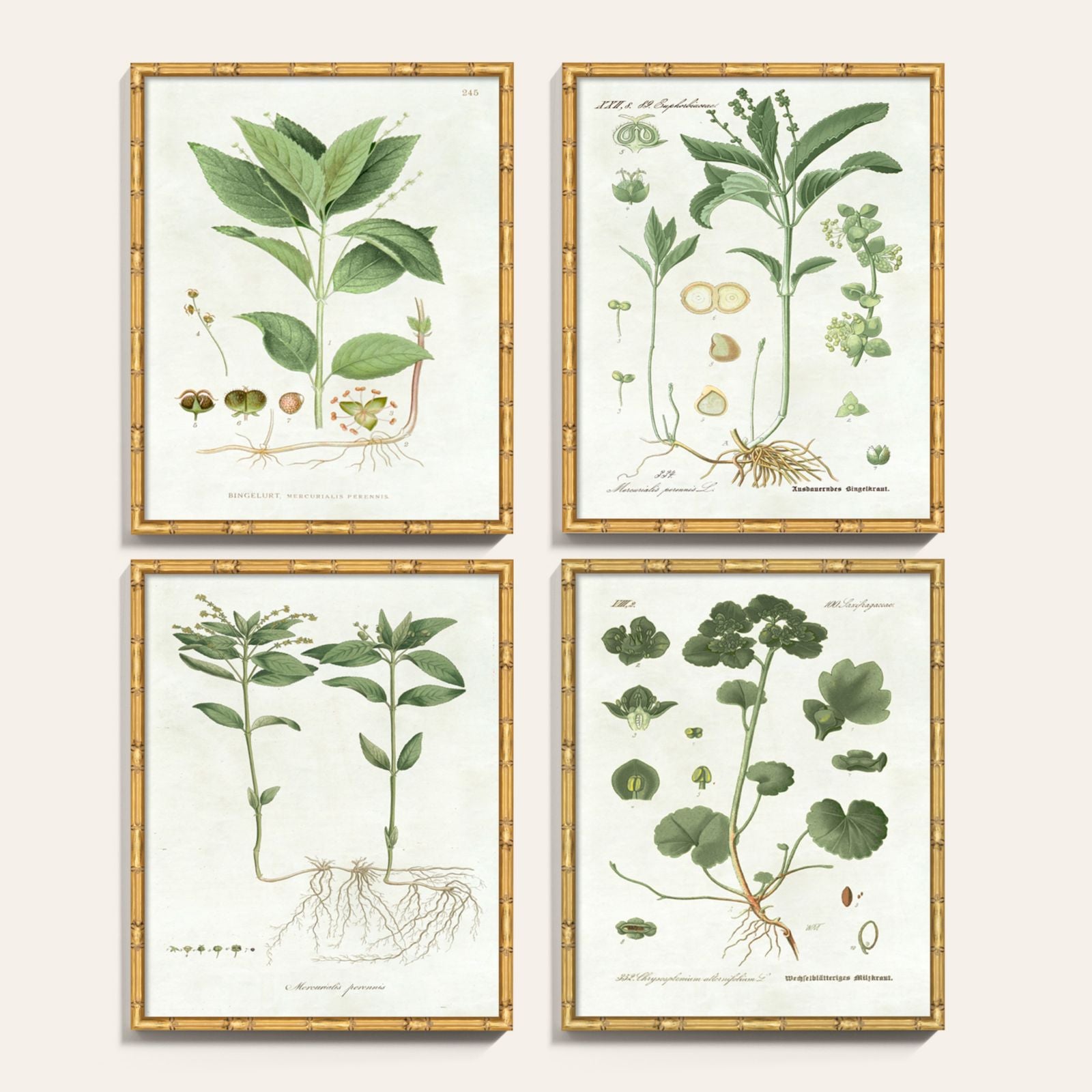Pictures of Nordic Flora Art